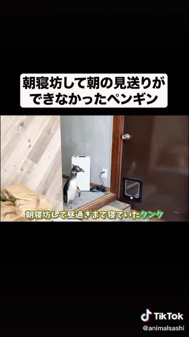 朝寝坊したペンギン