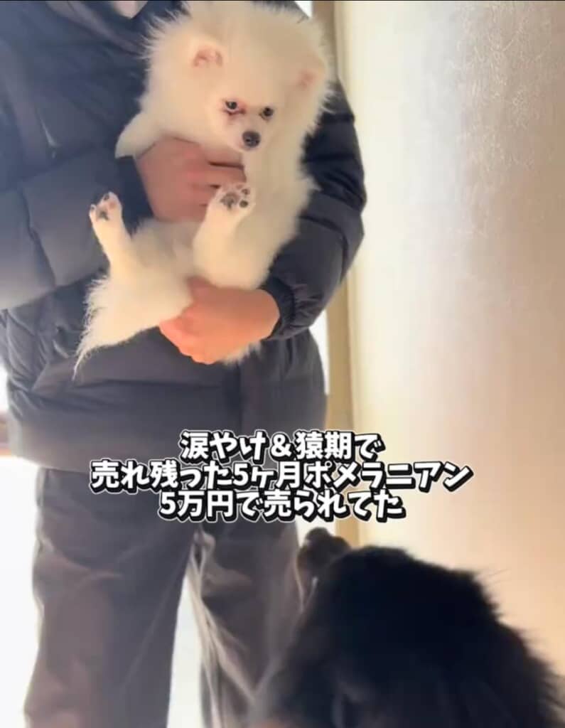 ペットショップで5万円で売られていた白ポメ