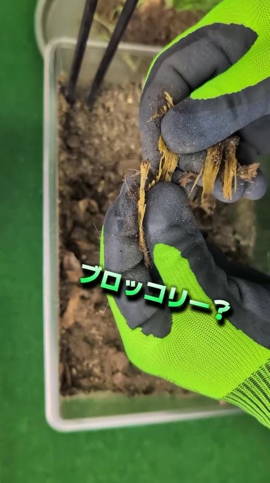 分解途中のブロッコリー